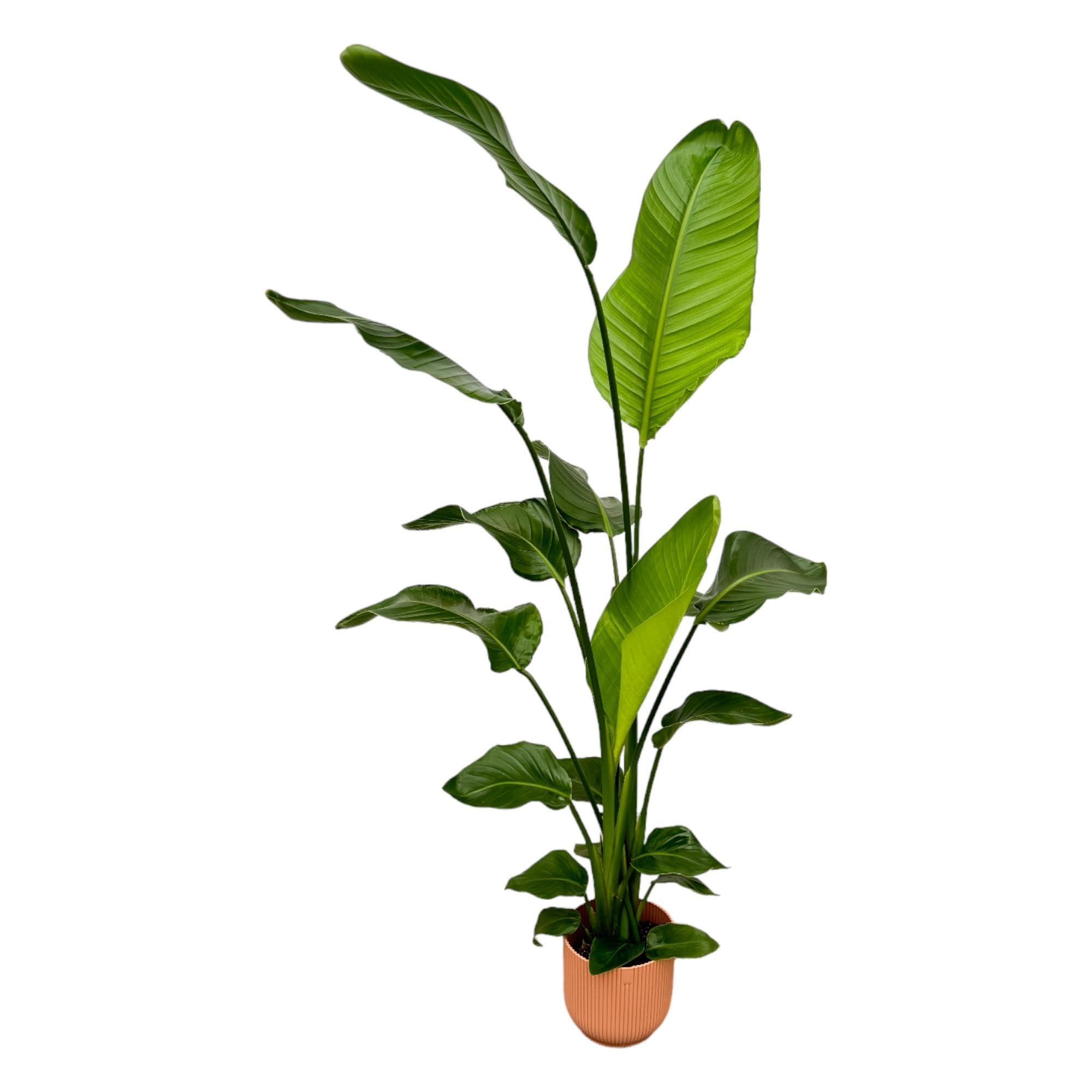 Strelitzia Nicolai z okrągłą doniczką, roślina doniczkowa, różowy, 130 cm, Ø18 cm