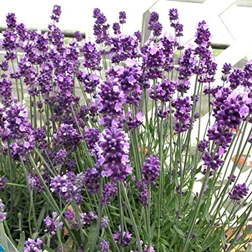 Amazon.co.jp: ラベンダー：センティヴィアブルー3～3.5号ポット2株