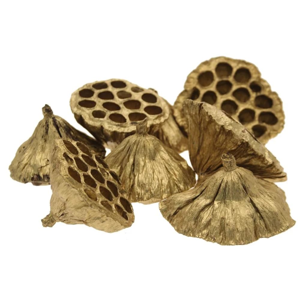 Gold Medium Dried Lotus Heads (6-8cm) Christmas Wreath Decoration
