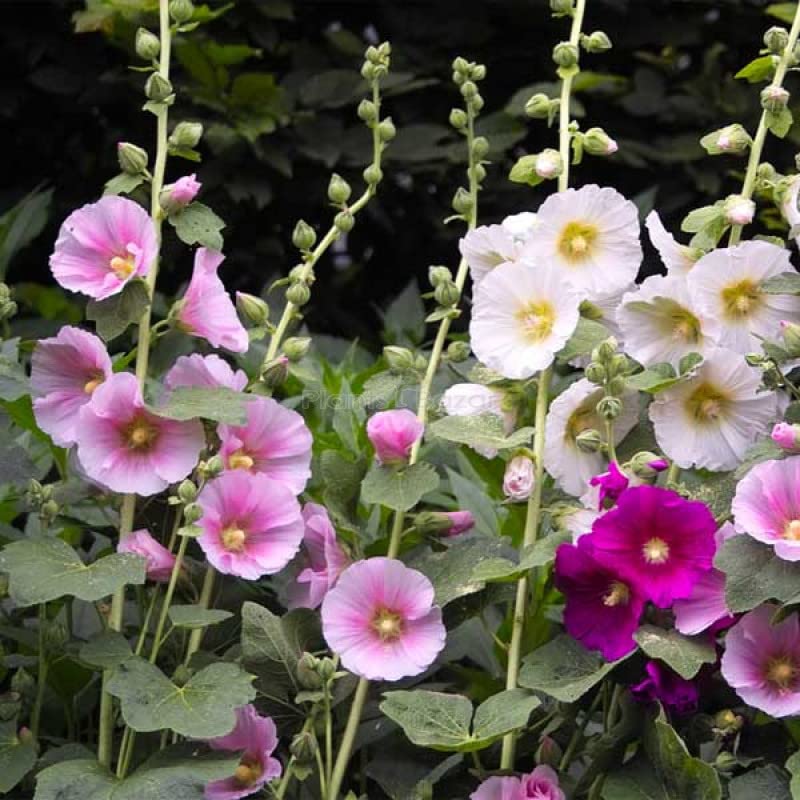 Zabbus Seeds Hollyhock Mixed Colour Flower Seeds Hybrid F1 Seeds for Home Garden All Season (100 Seeds) (B0BHJF1P49) Amazon Price History, Amazon Price Tracker