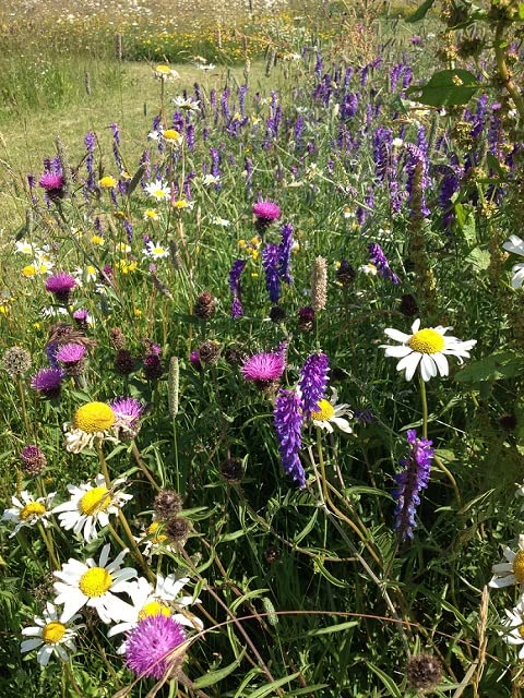 Landlife Wildflowers Hedgerow and Light Shade Wildflower Seeds LW7P (10g) - Wildflower Seeds for Shady Areas & Hedgerows Containing 22x Various Native Species