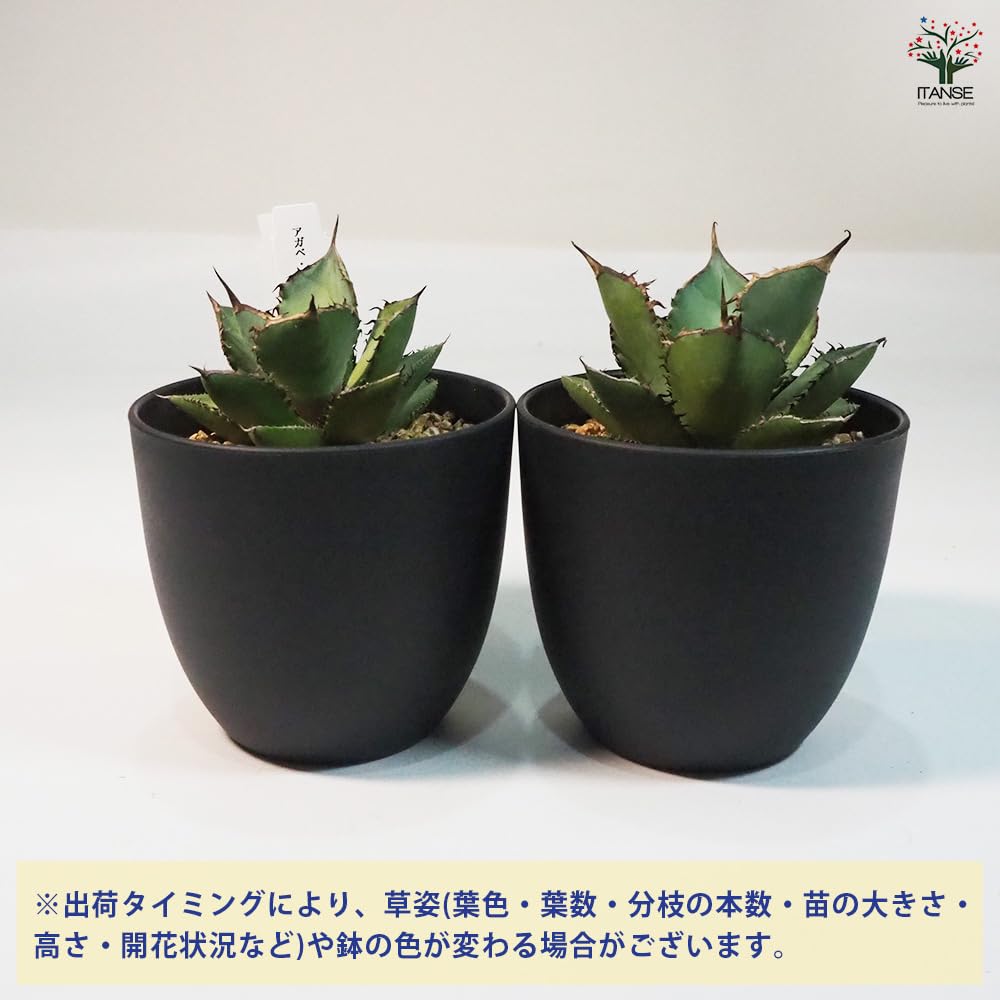 Amazon.co.jp: アガベ 熊猫(パンダ) 4号 1個売り【品種で選べる多肉