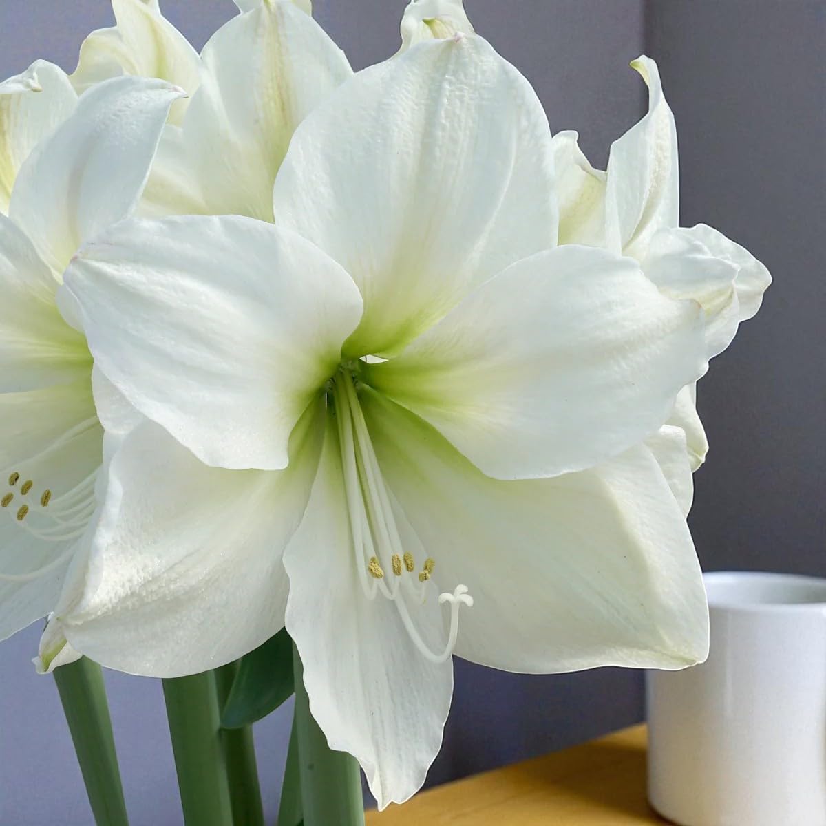 Carbeth Plants 1 x Amaryllis Mojito Bulb