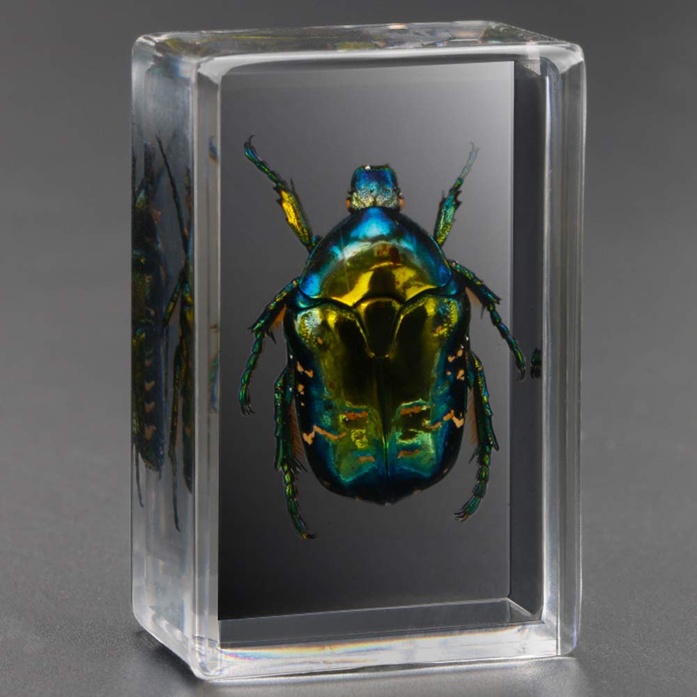 Earnmore Insect Resin，Real Giant Insect Paperweight Taxidermy Specimen ...