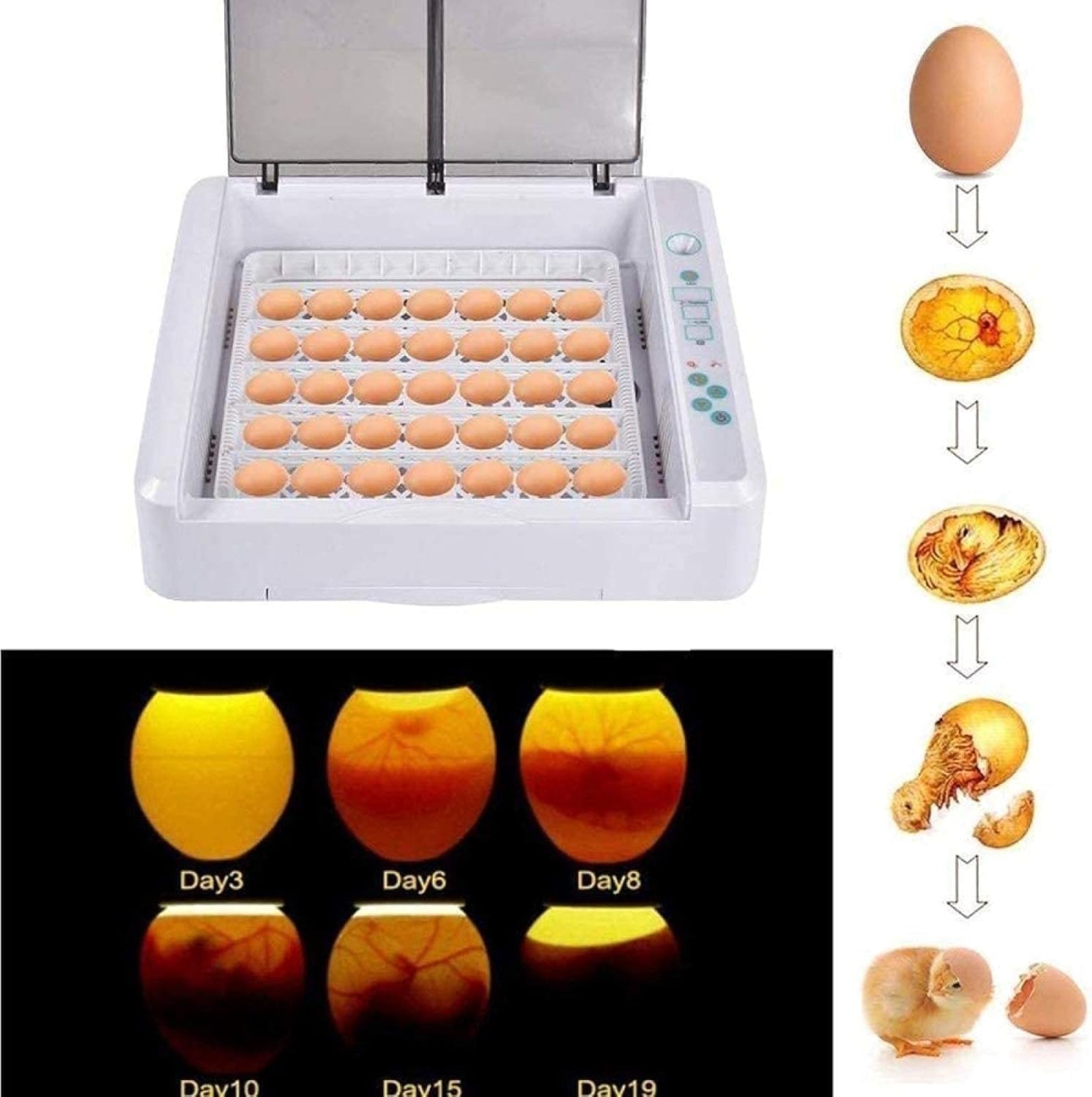 Inkubator cyfrowy Automatyczny inkubator do hodowli drobiu na 36 jaj