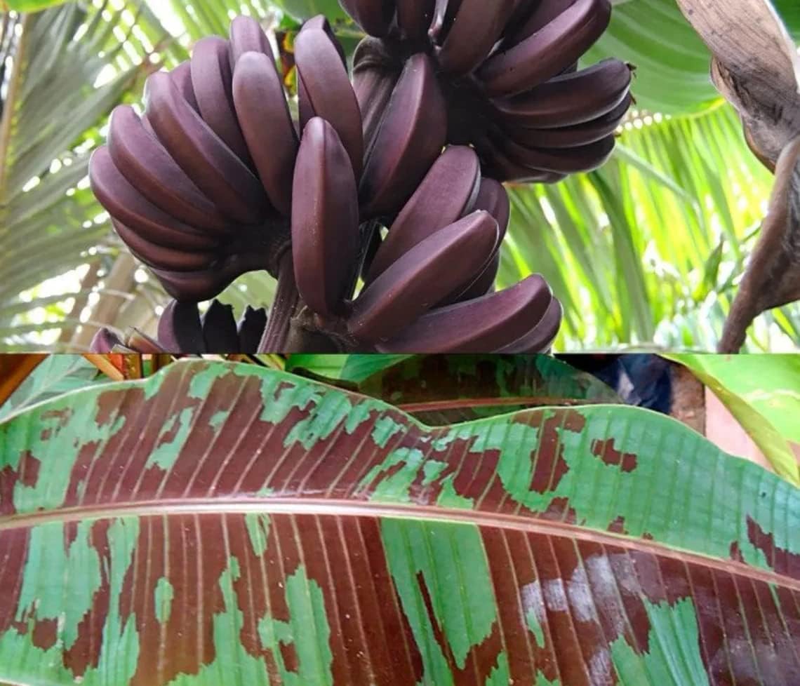 Dwarf Red Banana Edible Red Banana Sumatrana “X” Cross