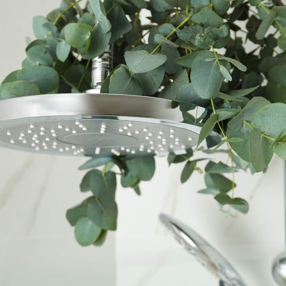 Fresh Shower Eucalyptus Bundle in a Box | 100% Natural and Freshly Cut Shower Bunch | Beautiful Eucalyptus Aroma in Your Shower | Create a SPA at Home with The Shower Eucalyptus Bundle
