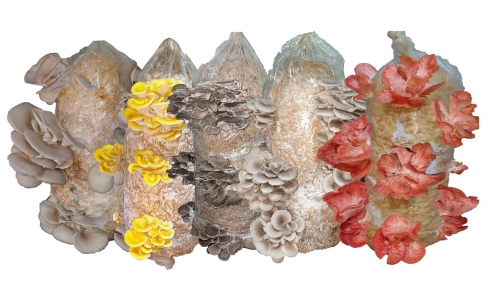 Foragers Table Mushroom Growing Kit, Oyster Mushroom Grow Kit, Gardening Gift, Grow Your Own, Fun to Grow & Delicious to Eat, Includes Voucher to Claim Living Spawn Separately for Gifting