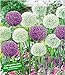 Produktbild BALDUR-Garten Riesen-Allium DUO 9 Zwiebeln Zierlauch weiß und blau Allium Ambassador u Mount E