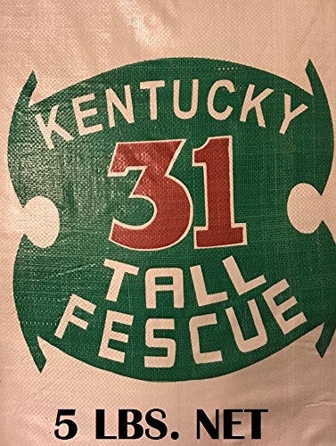 Kentucky 31 Fescue 5 LB Fully Tested, Fast Germination by OrOlam