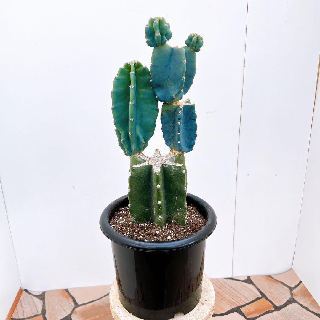 Amazon.co.jp: サボテン 柱サボテン ブランチ 鬼面角 ドライガーデン