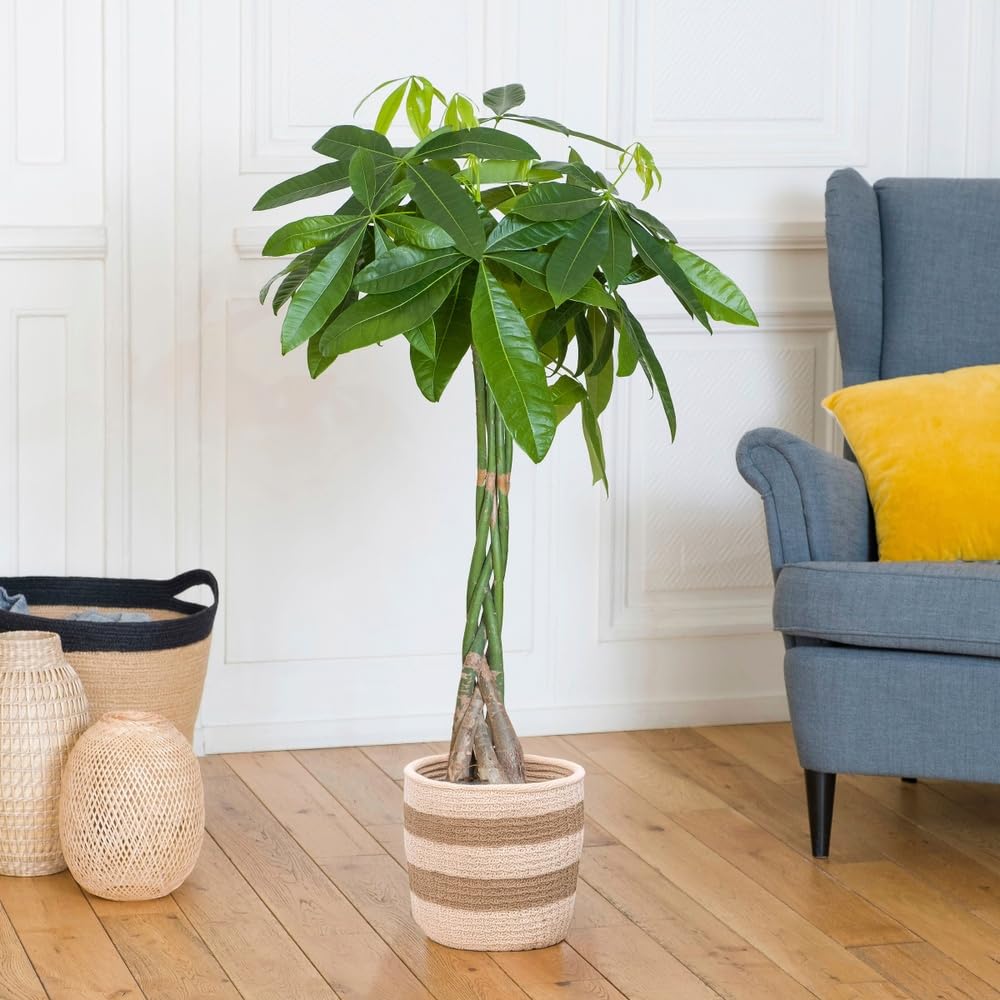 Plante verte - Plante d'intérieur - Pachira Aquatica - 100 CM - sans cache pot - Plante vivante et naturelles - Plante à Offrir - Déco maison - Cadeau Anniversaire