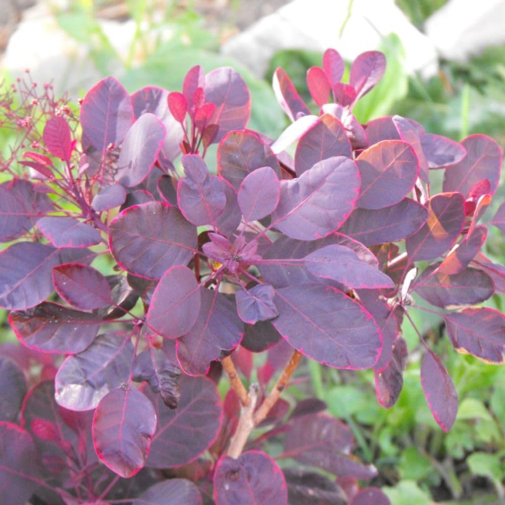 Cotinus 'Lilla' Dwarf Smoke Bush - Compact Shrub with Pink Plumes and Autumn Foliage - Easy-Care Hardy Plant for Small Gardens – 2X 3.6 Litre Potted Plant by Thompson & Morgan