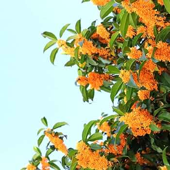 【希少】魔法のオレンジの木 みさき果樹園 清見タンゴールゼリー 21g×25個 – 成城石井.com