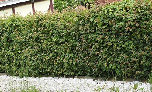 Preisvergleich Produktbild 25 Stück Feldahorn 50 bis 80 cm