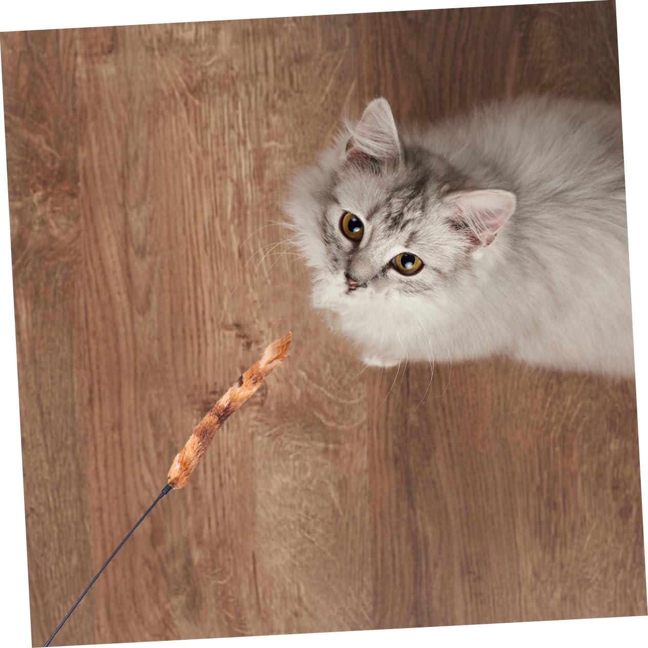 Kisangel 15pièces Jouet Peluche pour Chat Décorative avec Plumes Amusantes Accessoire Interactif pour Instinct De Chasse des Chats