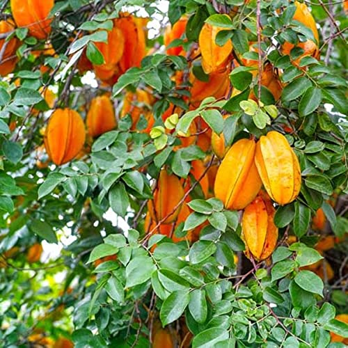 ||> All Time Sweet Start Fruit Grafted Plant [ WITH POT ] Mondal Plant Enterprise (B0BM9VTCHB) Amazon Price History, Amazon Price Tracker