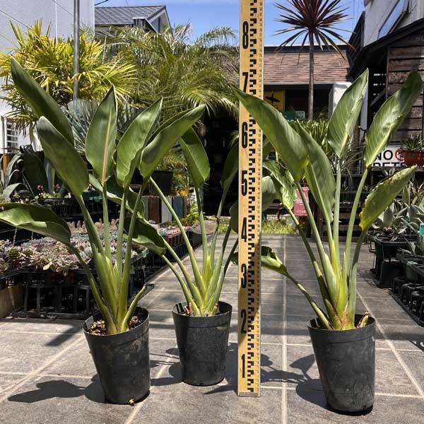 観葉植物 ストレリチア レギネ Amazon｜ストレチア レギネ ストレリチア｜観葉植物 オンライン通販