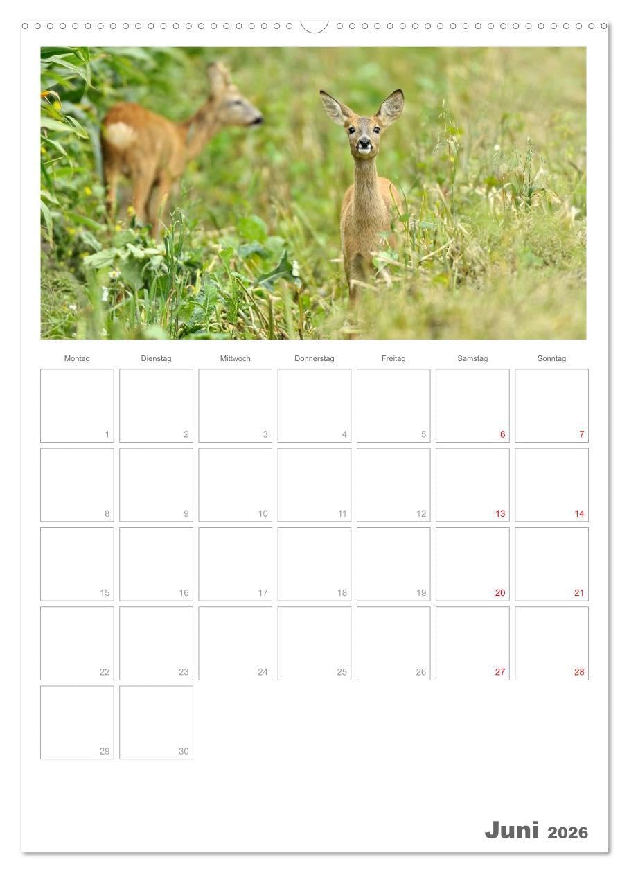 Rehe & Co/Planer (hochwertiger Premium Wandkalender 2026 DIN A2 hoch), Kunstdruck in Hochglanz: Wildlife Rügen/Deutschland (CALVENDO Tiere)