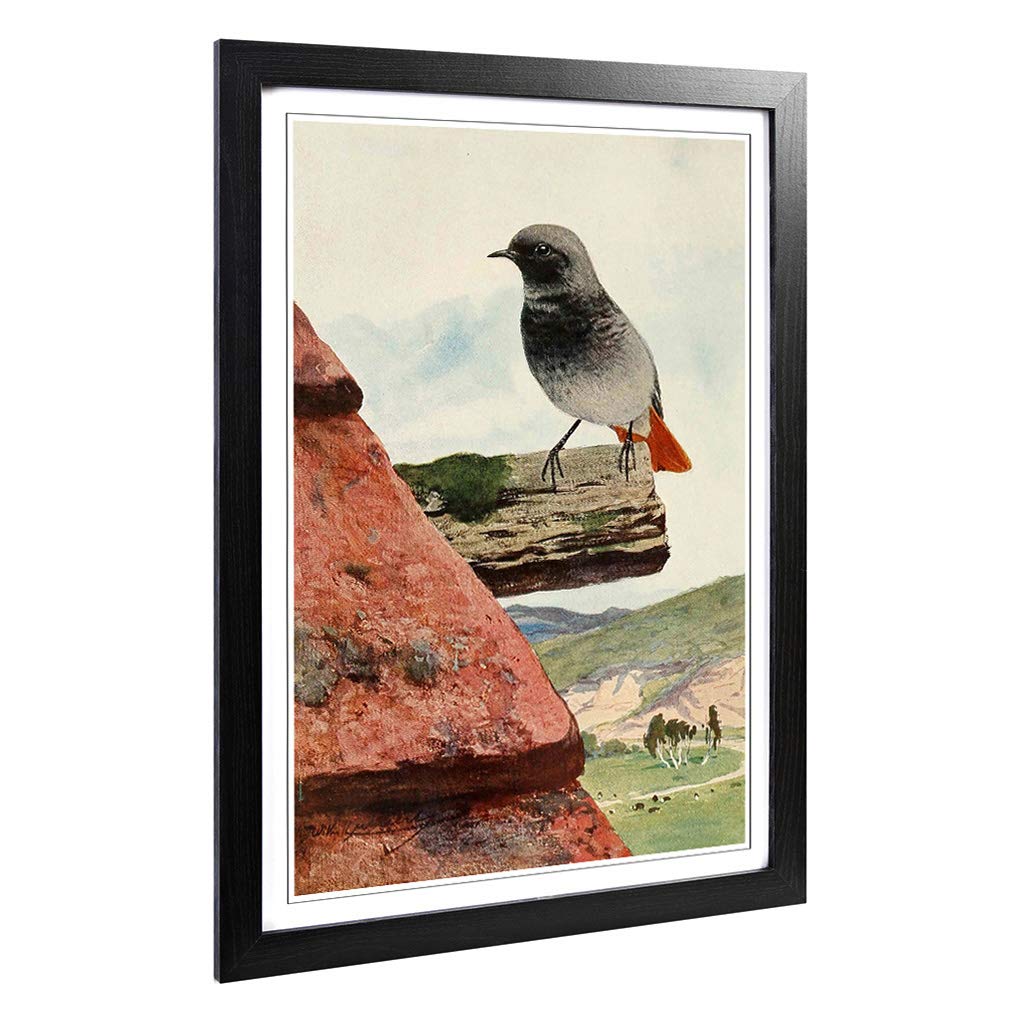 Big Box Art Framed Print of Vintage W Kuhnert Black Redstart Design | Wall Art Picture | Home Decor for Kitchen, Living Room, Bedroom, Hallway, A2 / 24.5x18 Inch / 62x45cm