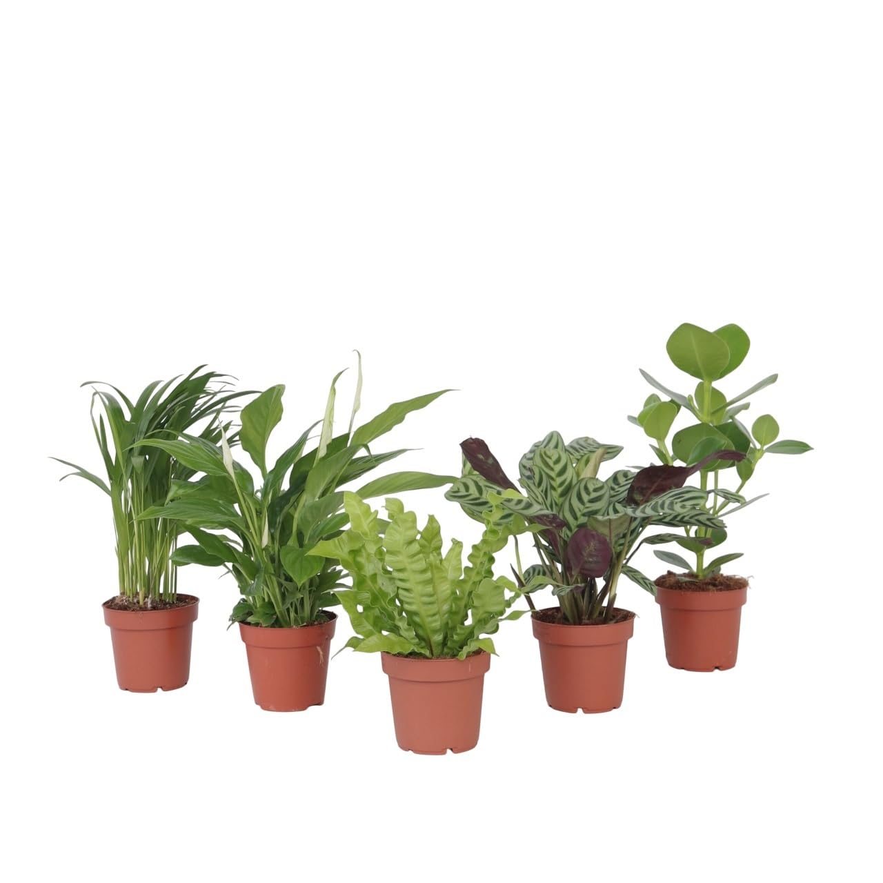 Plant in a Box - Plantas de interior purificadoras de aire - Mezcla de 5 - Altura 25-40cm - Maceta 12cm - Plantas naturales decorativas para hogar y oficina
