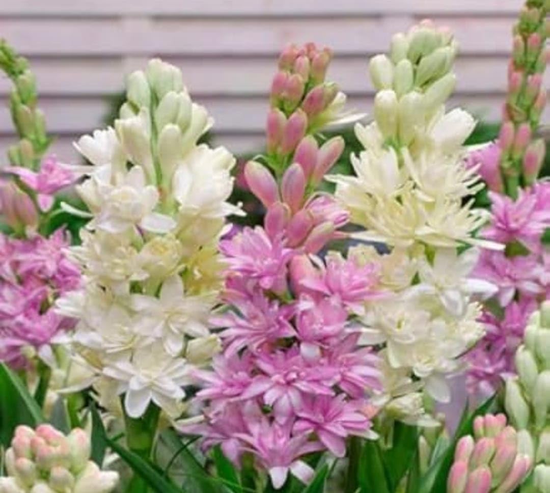 Fresh Cut Tuberose Flowers, White and Pink Double Blooms, Garden Fresh Floral Arrangement, Natural Stems-image-27