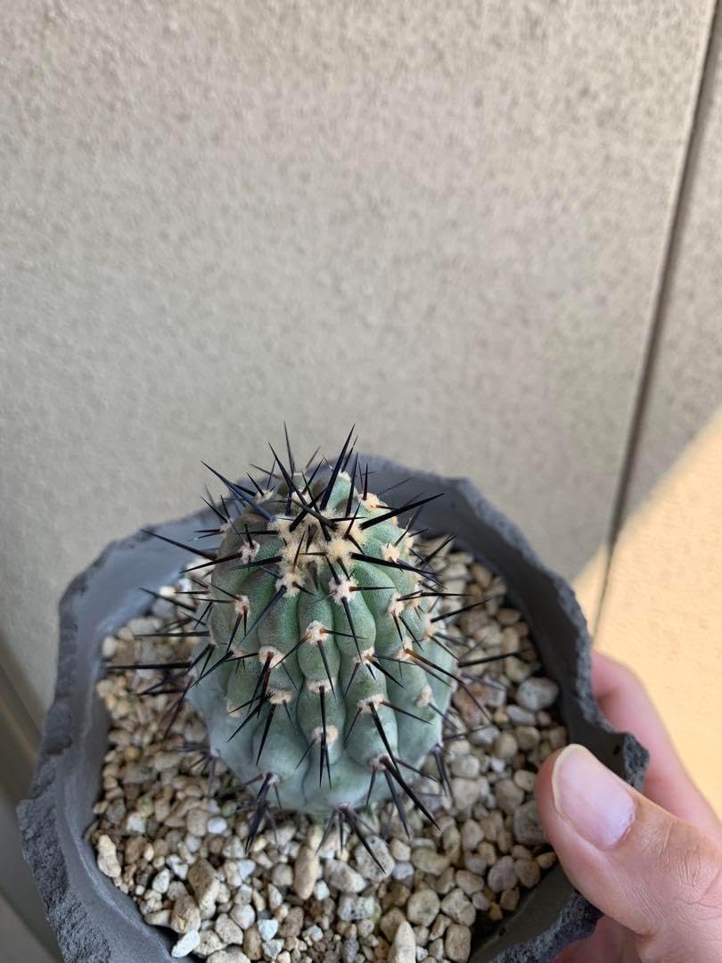 アガベ サルミアナフェロックス バターフィンガー 中株 Yahoo