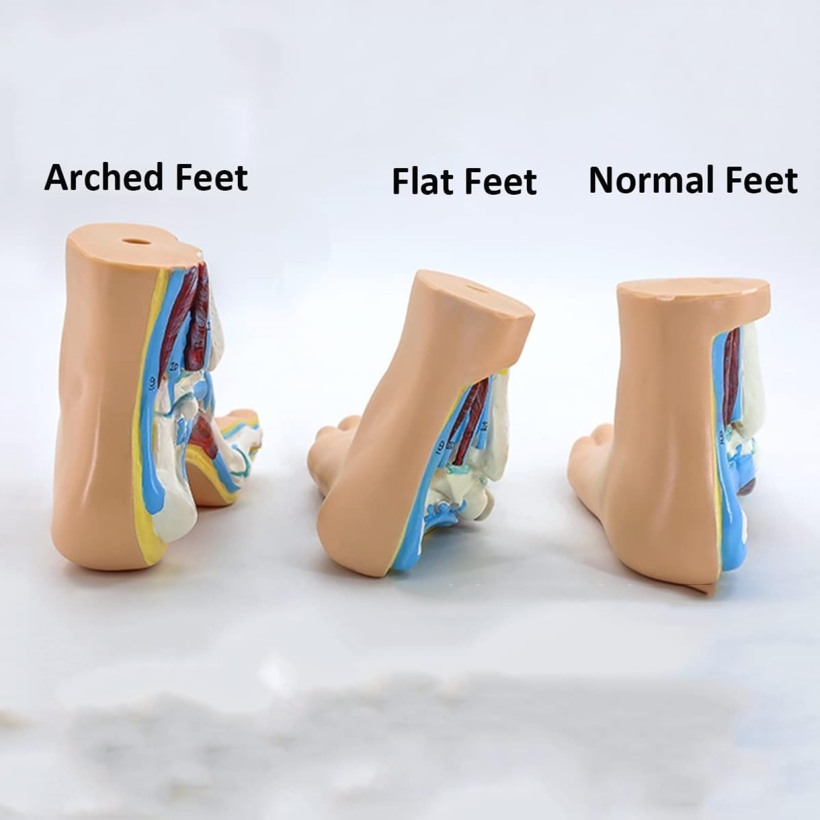 Model anatomii ludzkiej stopy, 1:1 naturalnej wielkości płaska stopa łukowa anatomia model mięśni do nauki medycyny nauki klasy materiały dydaktyczne