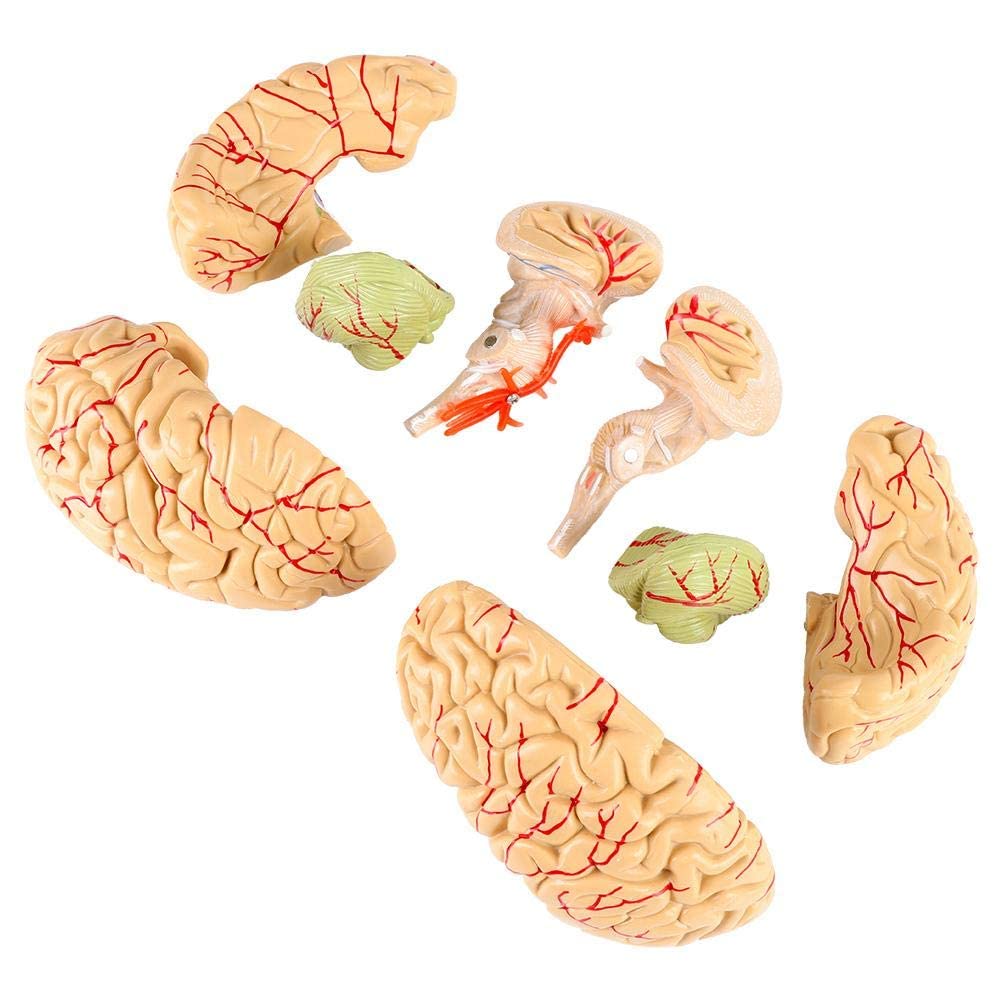 3d Puzzles Budget Brain Arteries Model Anatomy Human Life Size Medical ...