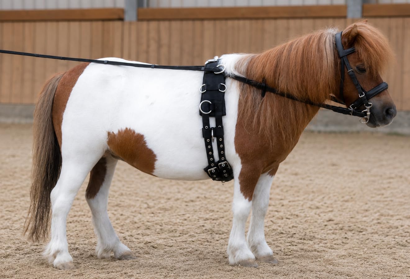 Tysons Breeches Longiergurt 16 Ringe Starkes Nylon/Neopren für Doppellonge Mini Shetty Bauchgurt abnehmbar