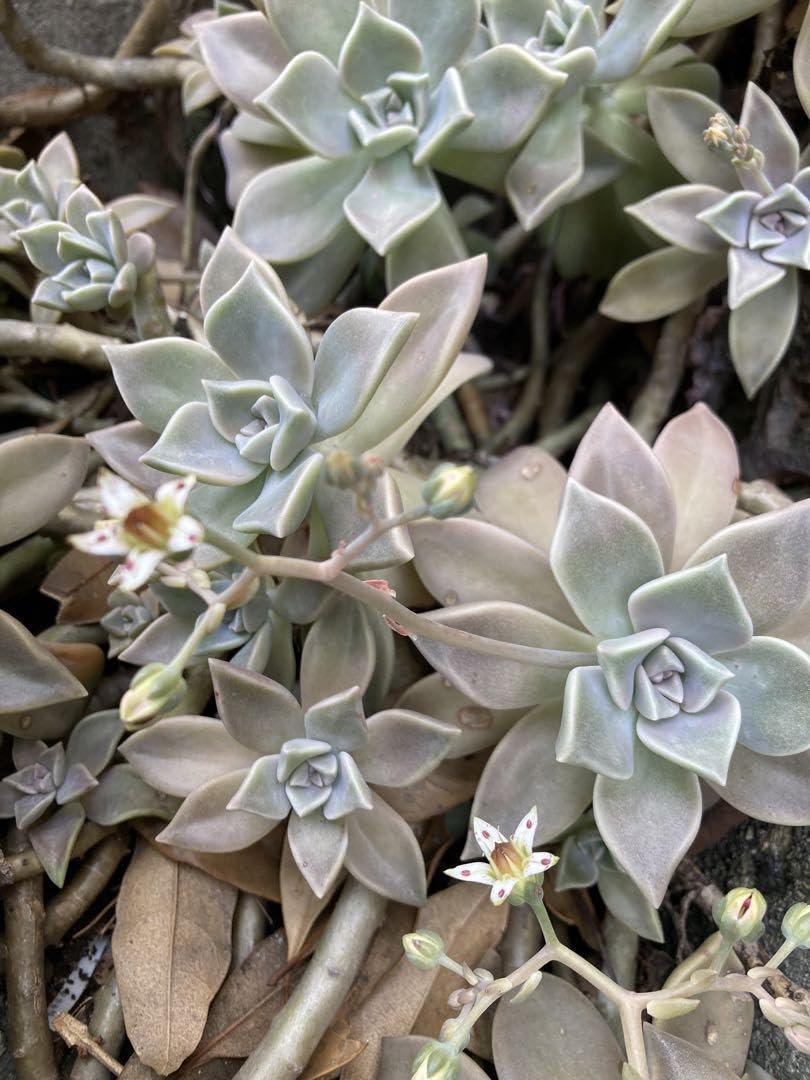 Amazon.co.jp: 多肉植物 朧月 カット苗 大苗 : DIY・工具・ガーデン