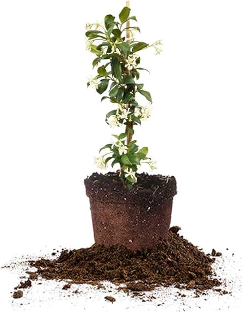 Perfect Plants Confederate Jasmine Live Plant, 1 Gallon Pot, Includes Ca...