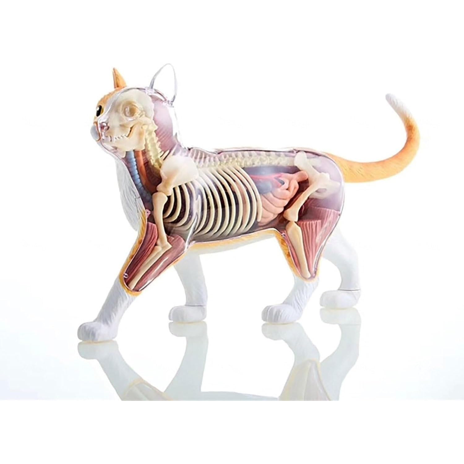 Modelo de anatomía de órganos internos de Gato calicó 4D, Kit de Esqueleto y Modelo anatómico de Gato atigrado Naranja - Coleccionable de Calidad con órganos y Partes del Cuerpo Totalmente