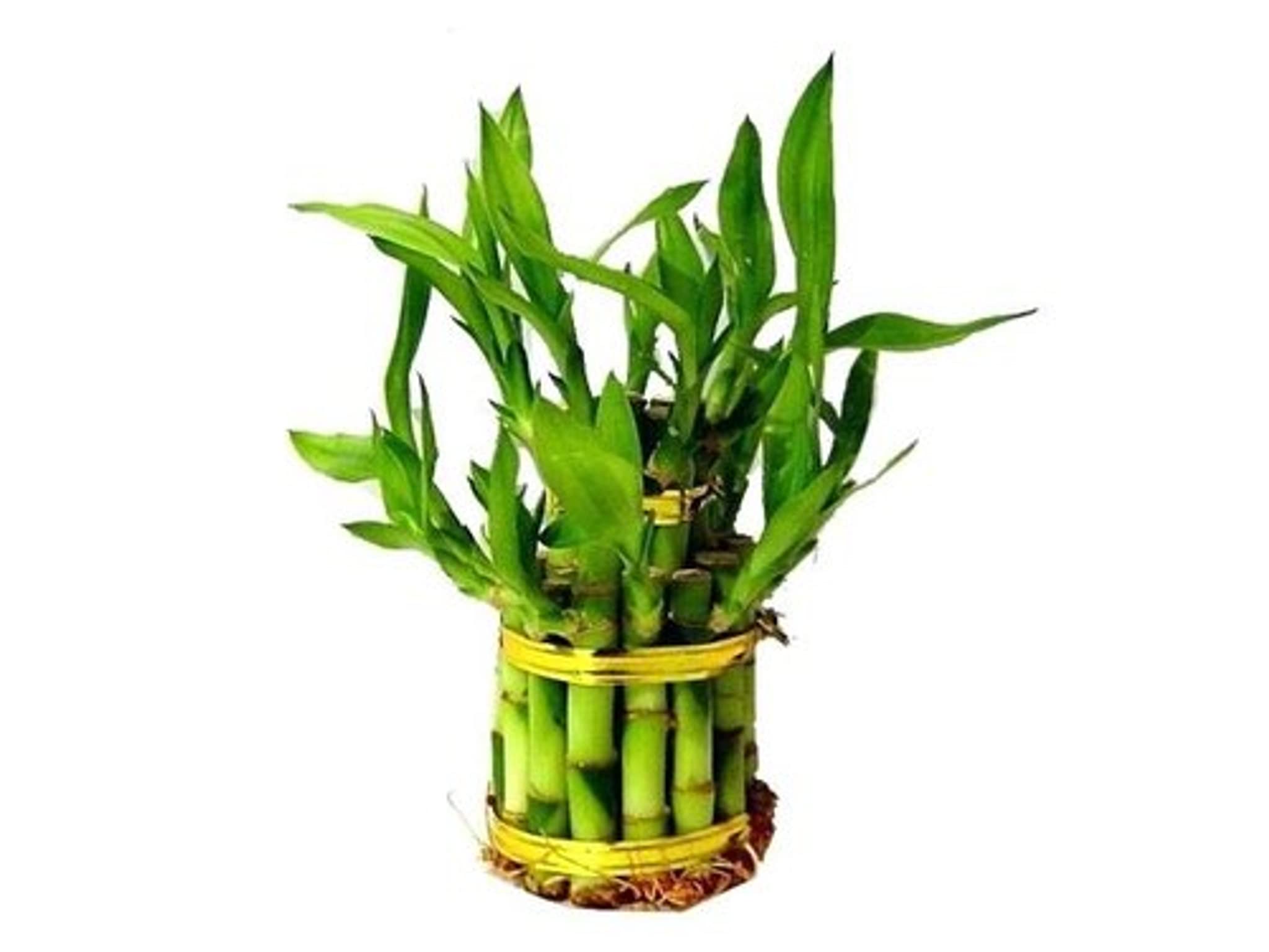 Mkanti Traders | 2 layer lucky bamboo indoor Live plant for office decor item (without Pot) (B0BWV5W1K9) Amazon Price History, Amazon Price Tracker