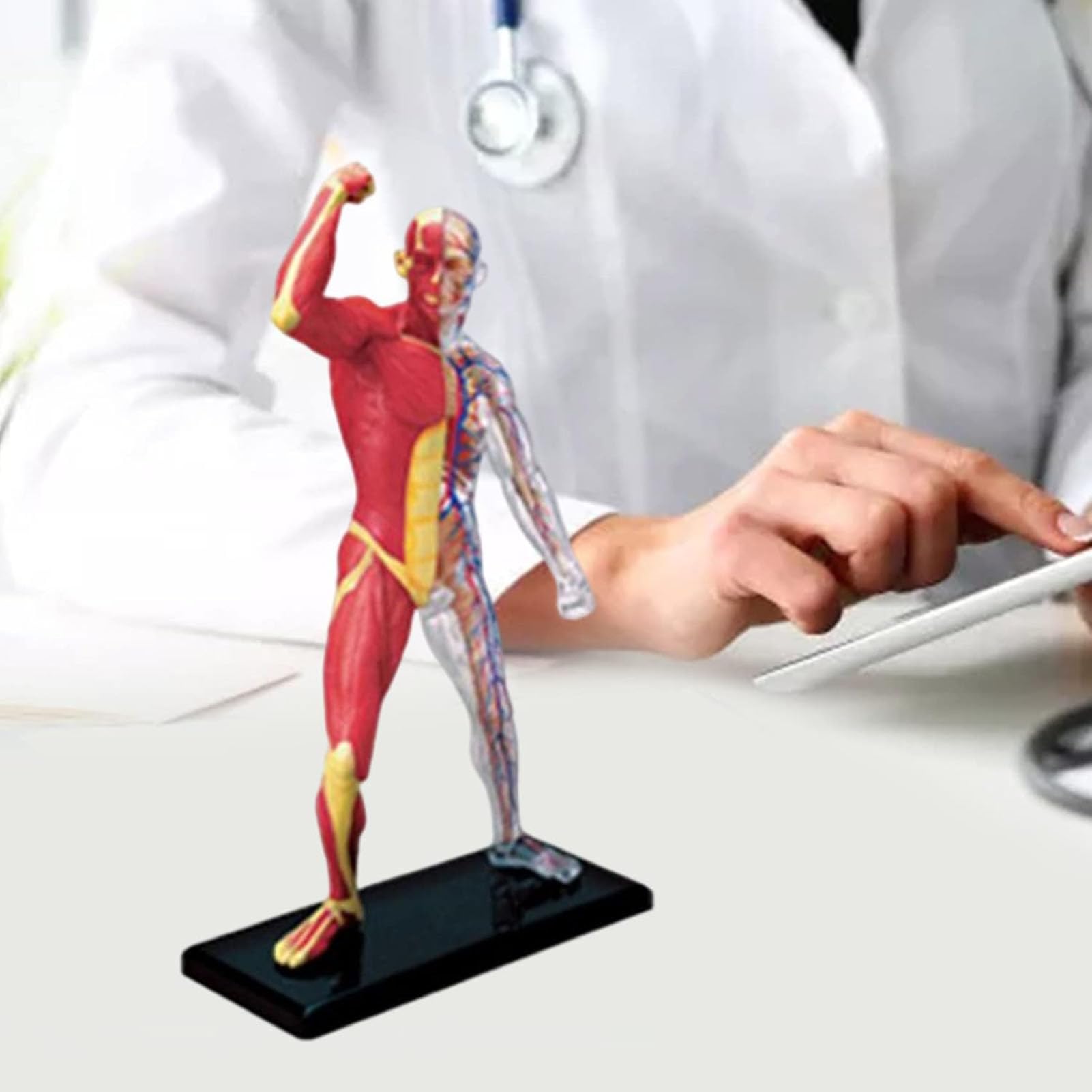 Genérico Modelo en Miniatura del Sistema Muscular, Anatomía Humana Modelo Músculo Esqueleto para Estudio y Exposición Modelo del Sistema Muscular Anatomía para Niños,Enseñanza Médica