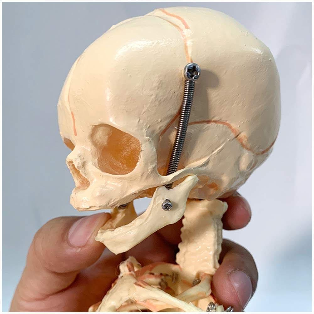 Pädagogische Puppe Säugling Skelett Modell Fötus Schädel Modell - Baby Skelett Modell - Medizinisch Anatomisch Fötal Baby