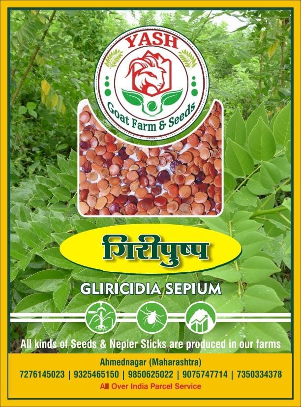 Yash Goat Farm & Seeds Gliricidia Sepium Seeds, Gliricidia Tree Seeds, Fodder Seeds, giripusp seeds, packet of 100 gram. (B0DCST63HH) Amazon Price History, Amazon Price Tracker