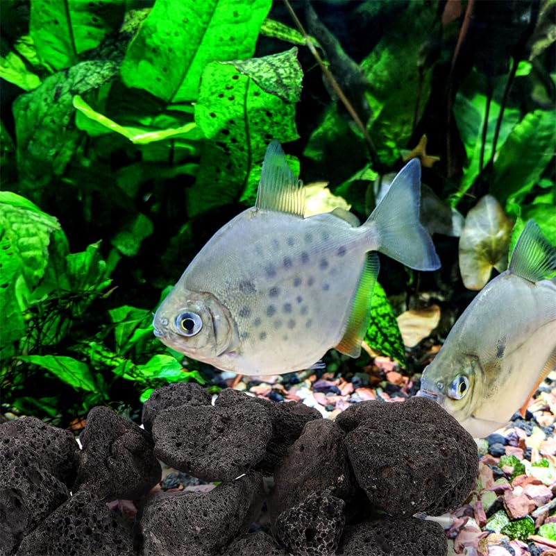 VOSAREA Pierre De Lave Noire pour Aquarium, Pierres Volcaniques Naturelles pour Aménagement Paysager Et Plantes, Roches Décoratives pour Jardin – Grand De Roches