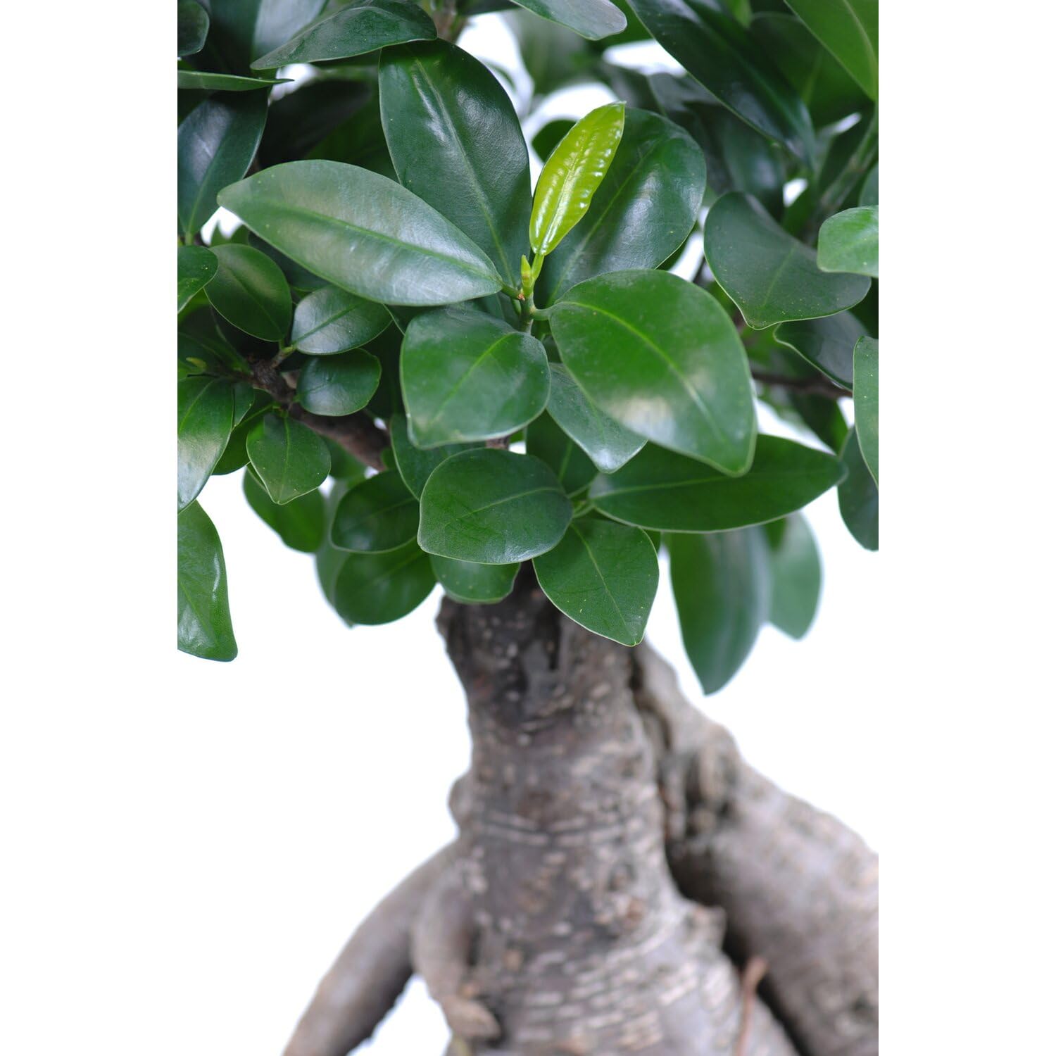 Ficus Retusa Bonsái Natural un Elegante Árbol de Interior para Crear un Ambiente Zen