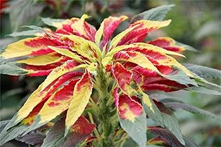 Rare Flower Seeds Amaranthus Tricolor 200 Red/Yellow "Perfecta" Amaranthus Flower Seeds