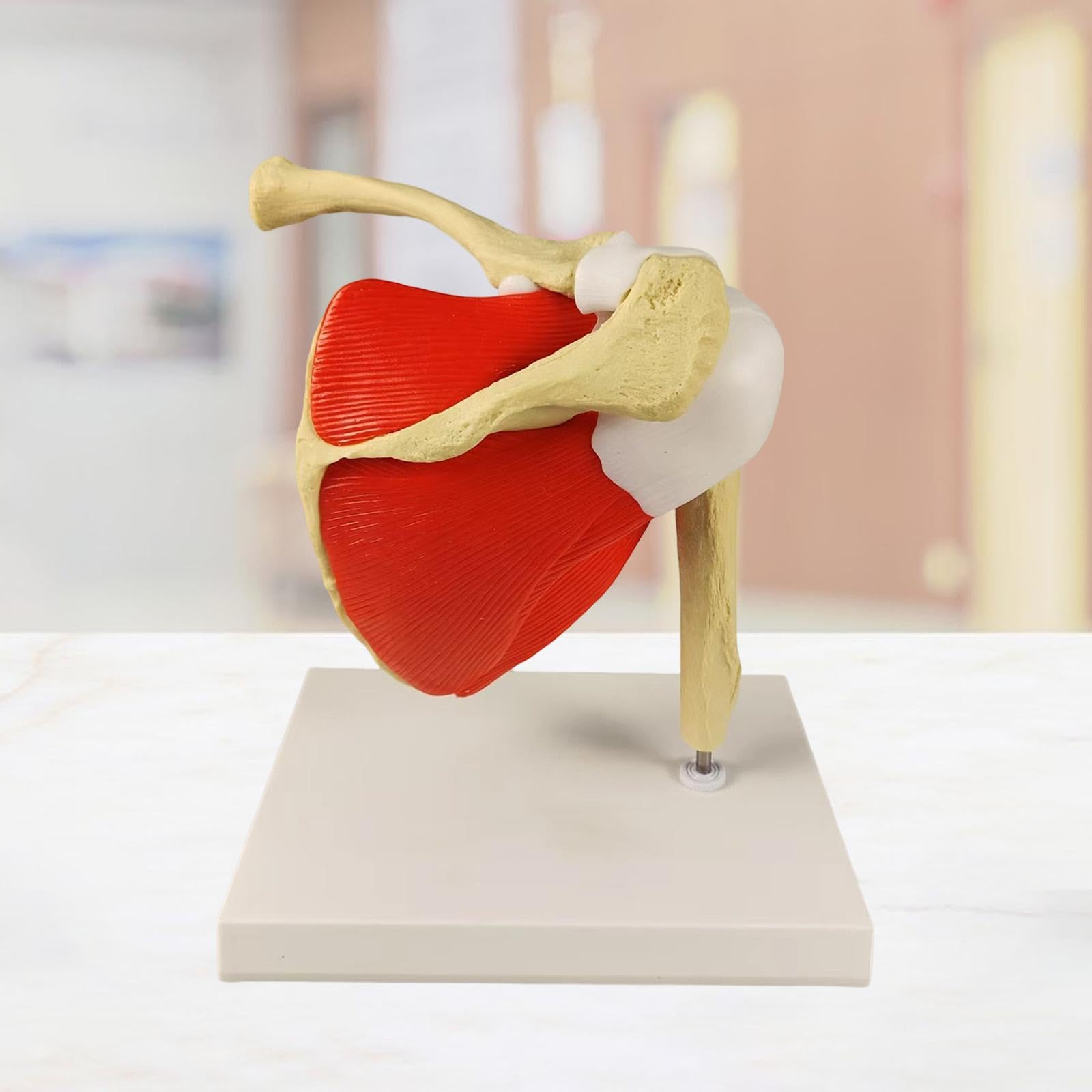 Modello Anatomico Spalla Per Lezioni | facile da maneggiare, realistico, per studenti