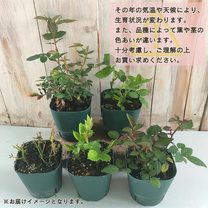 Amazon.co.jp: 予約販売 ミニバラ イエローフェスティバル 3号ポット