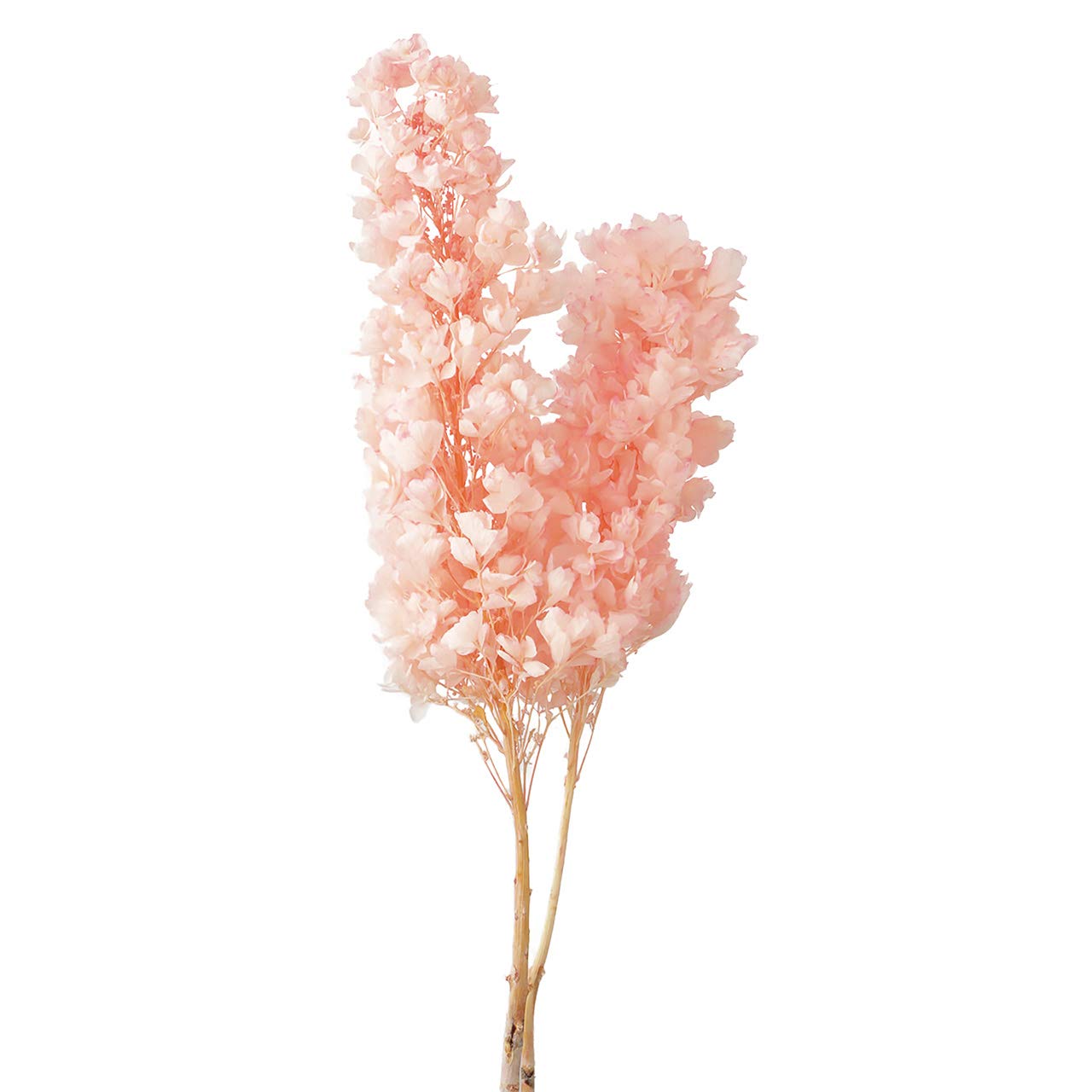 Amazon.co.jp: Daichi Plantation Kashiwaba Hydrangea Stem