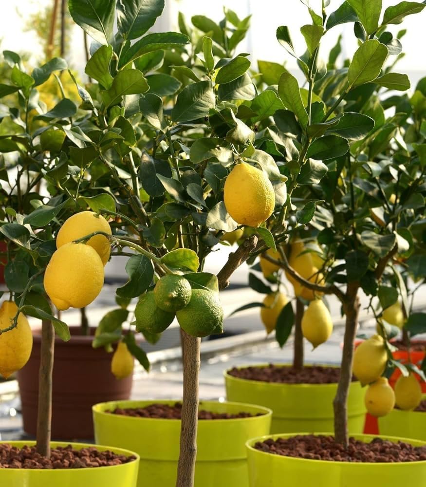 See full amazon price history chart for Baramasi lemon plant grafted || grafted plant for baramasi lemon, plant sapling, pack of 1 Baramasi lemon plant grafted || grafted plant for baramasi lemon, plant sapling, pack of 1 (B0CN35ZKQX) Amazon Price History, Amazon Price Tracker