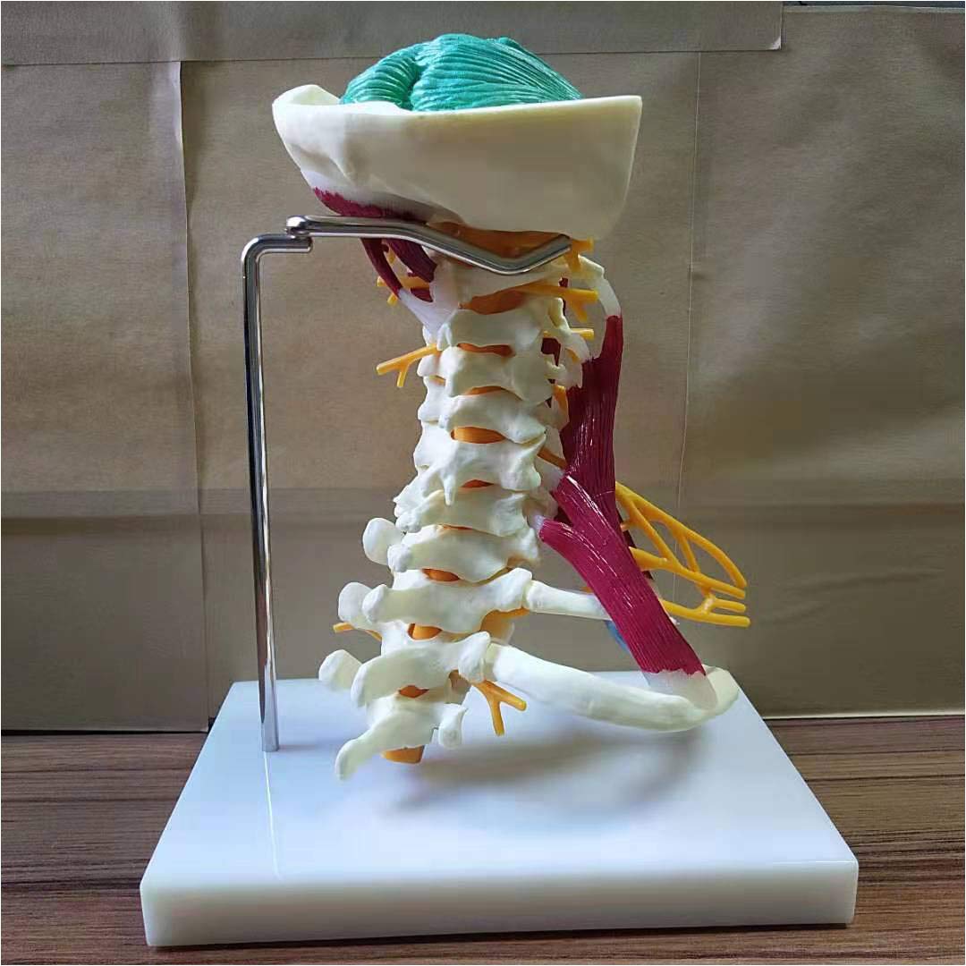 FXQ Cervical Vertebrae Model - Human Cervical Spine And Cervical Bone Model - 1:1 Life Size Muscle Nerve Anatomical Model with Nerves,Brain Stem,Occipital Bone,Axilla,Cervical Thoracic Vertebrae