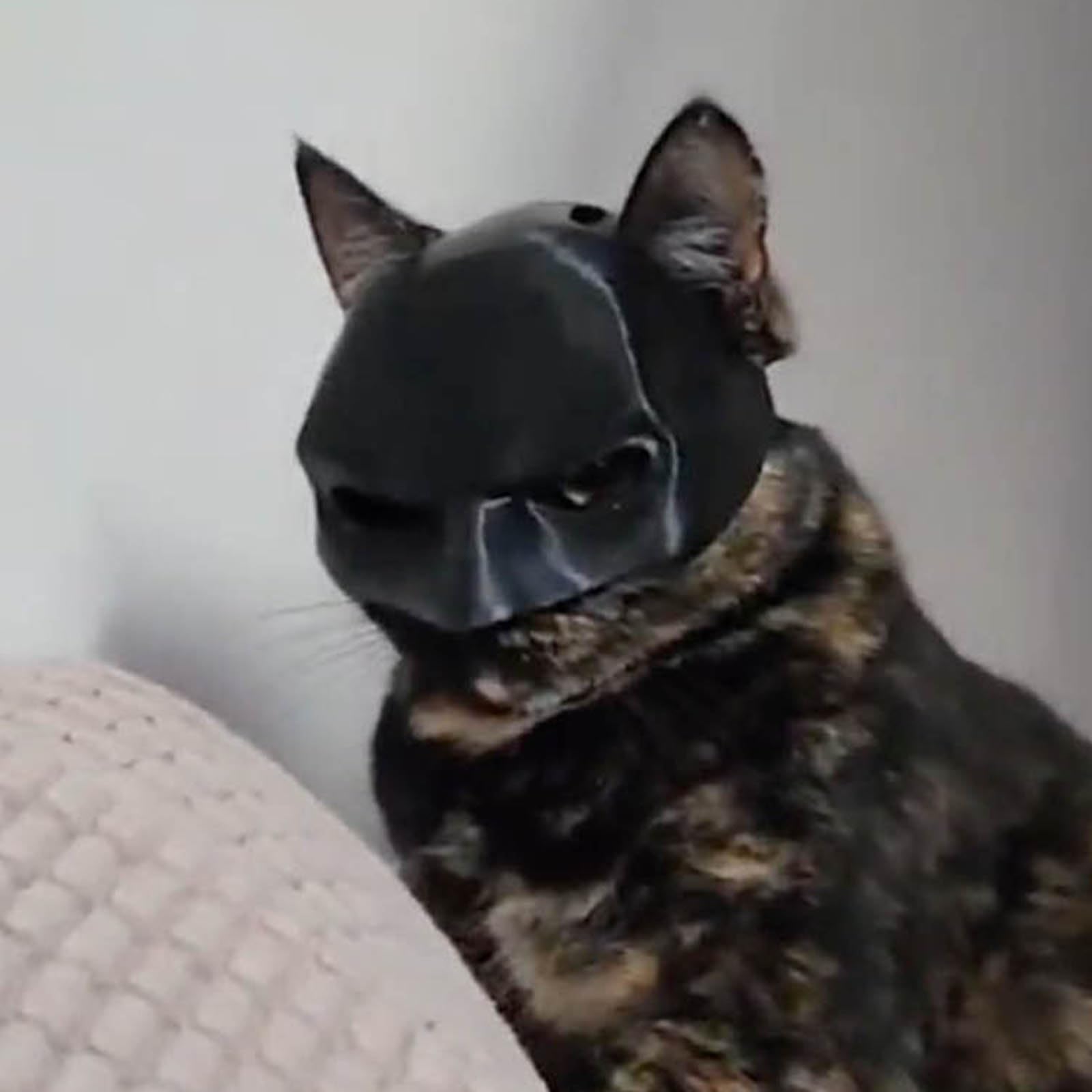 Cat Bat Cosplay Hat, Cat Bat Mask, Pet Cat Bat Mask for Halloween Party Decoration, Cat Cosplay Bat Costume Mask, Cute Cat Dress Up Accessories, Bat Cat 3D Mask for Halloween Party Decoration (L)