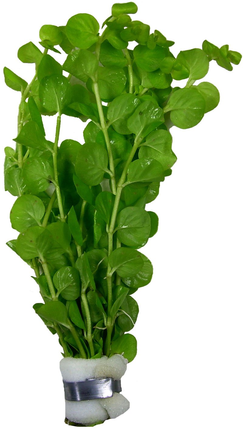 Lysimachia nummularia Pfennigkraut, Aquarien- Teich-pflanze : Amazon.de:  Haustier