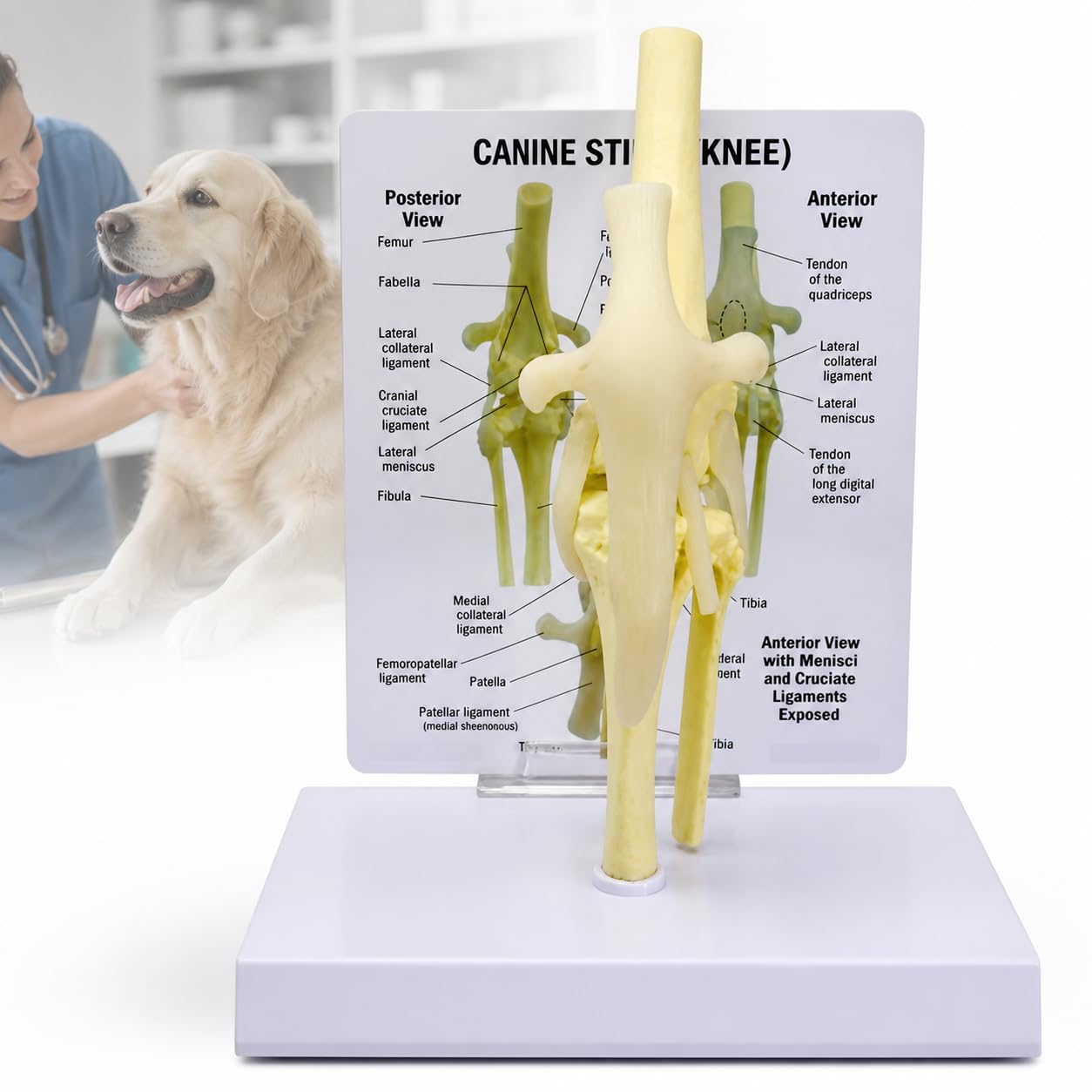TsoLay Canine Stifle Knee Joint Model, Anatomical Dog Knee Model, Life-Size PVC Veterinary Teaching Model for Dog Anatomy Study, Classroom Display, Vet Students, Animal Science Education