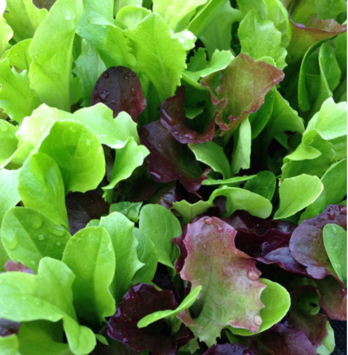 LETTUCE MIXED SALAD LEAVES 500 SEEDS Amazon.co.uk Garden
