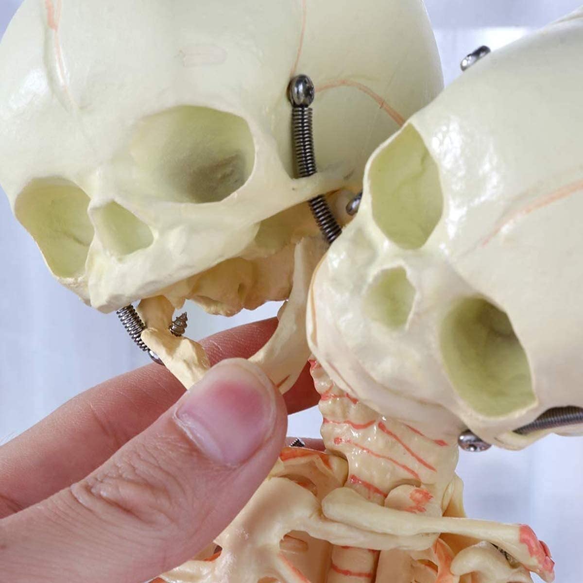 Model anatomiczny ludzkiego szkieletu z podwójną głową - anatomiczny model czaszki z PVC do wyświetlania, nauczania i uczenia się